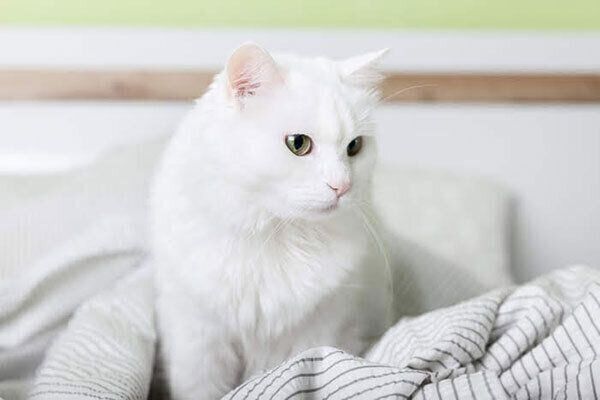 くつろぐ猫
