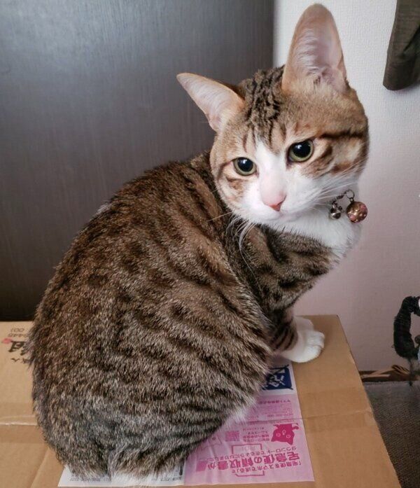 段ボールに乗るちびくん