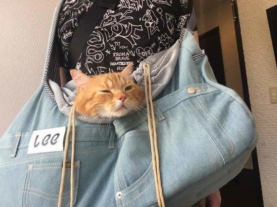 バッグイン猫