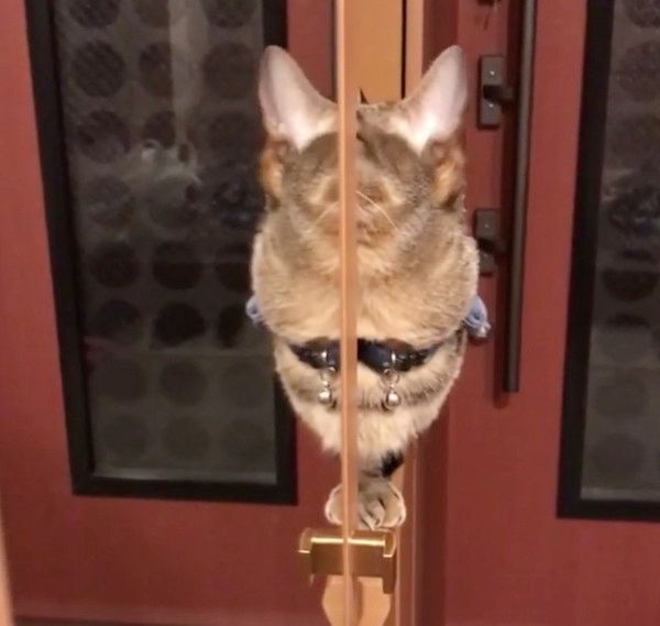 鏡に映る猫