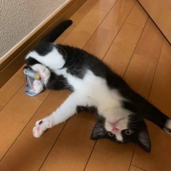 くつろぐマンチカン