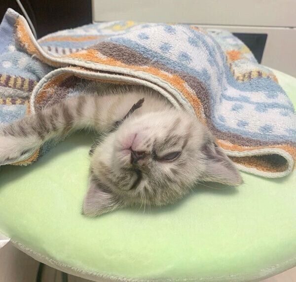 爆睡するネルちゃん