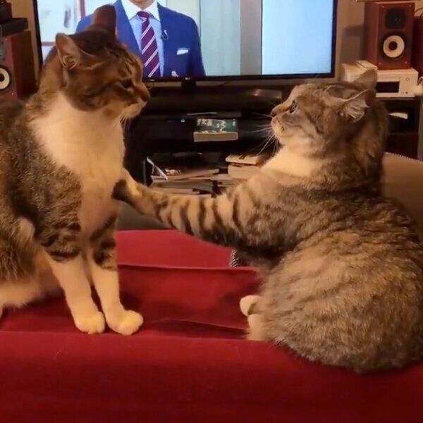 ケンカをするサバ身ちゃんとトラ身ちゃん