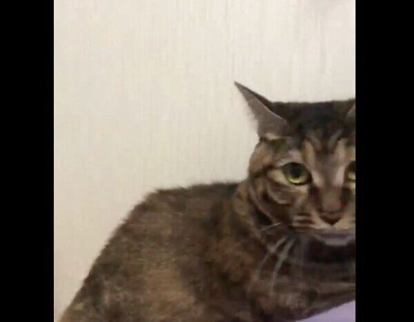 クモを捕まえて困惑するきなこちゃん