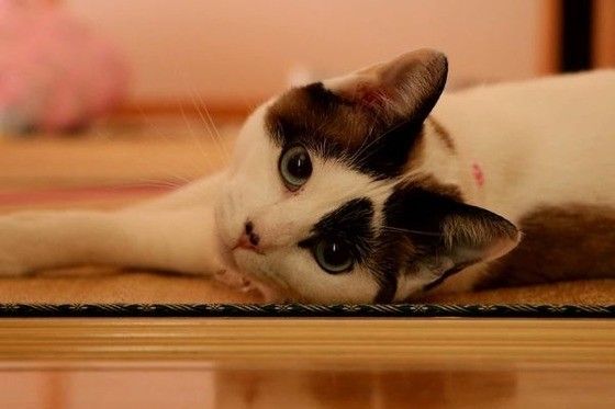 見つめる猫
