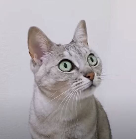 甘えたい猫