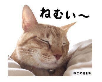 にゃんすけちゃんのスタンプ
