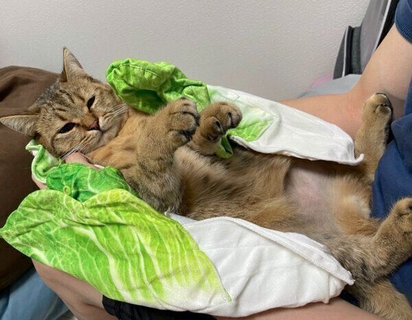 白菜おくるみに包まれるみにらくん