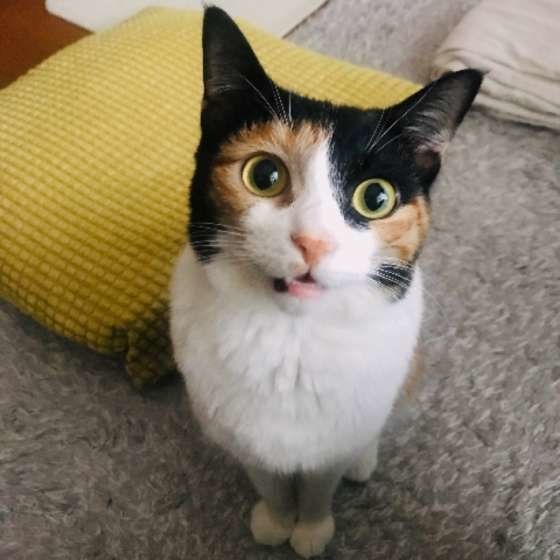 見つめる猫