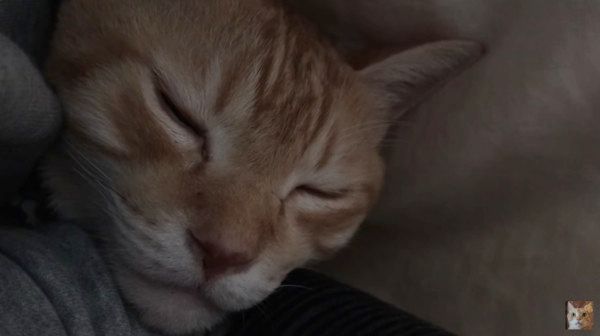 見つめる猫