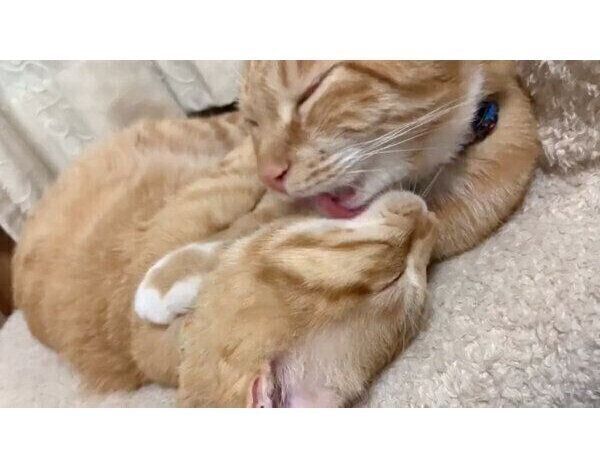 猫　毛づくろい 大人しくするニャ」愛情過多の猫ちゃん、ワンちゃんを抑え込んで