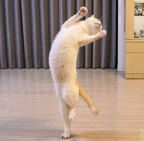 踊るチャコたん