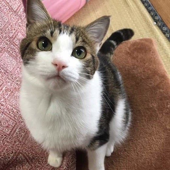 甘え顔の猫