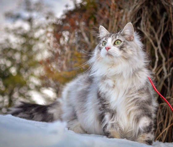雪の上を歩くノルウェージアンフォレストキャット
