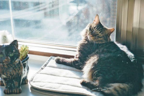猫のひなたぼっこ