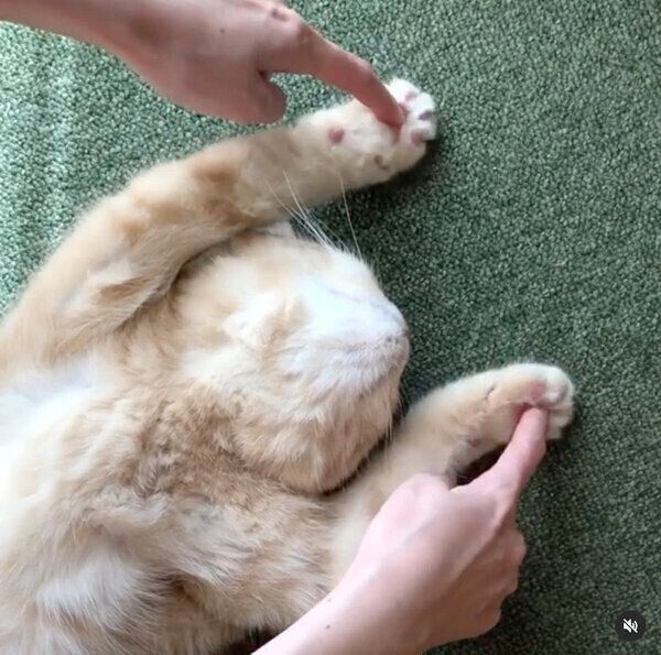 肉球をぷにぷにされるモフくん