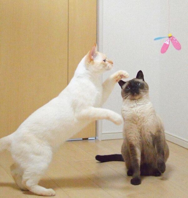 オモチャで遊ぶテンくんとアルくん