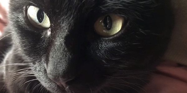 見つめる黒猫
