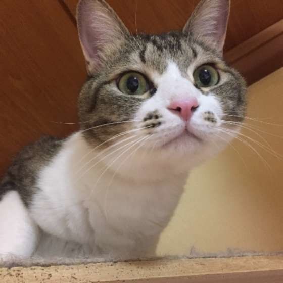 見つめる猫