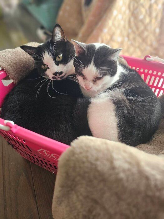 一緒にくつろぐ2匹の猫