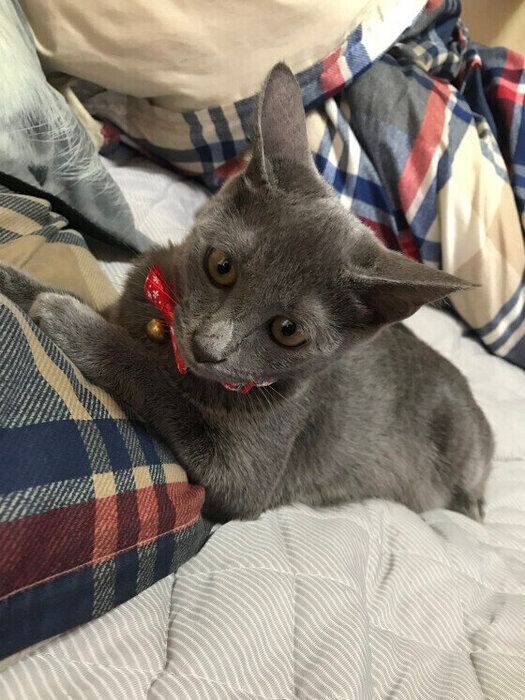 コラット
