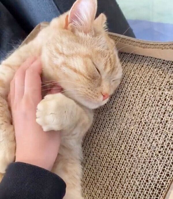 撫でるのをやめようとする飼い主さんを引き止めるむーくん