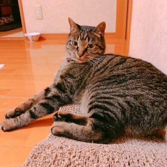 キジトラ ラナくん