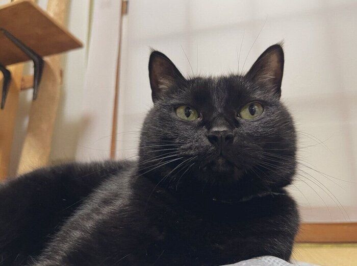 “ドヤ顔”の猫
