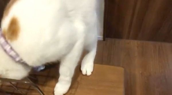 真顔になる猫