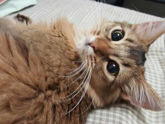 甘え顔のソマリ