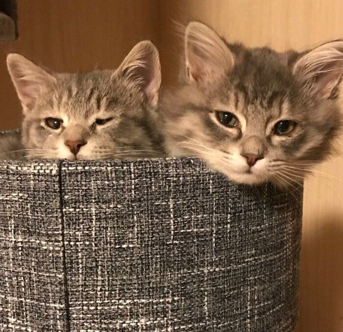 子猫時代のじじくん、ぷぷちゃん