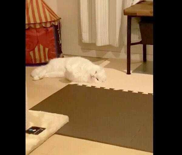 眠るむくちゃん