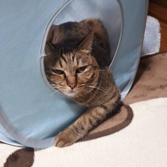 だらける猫