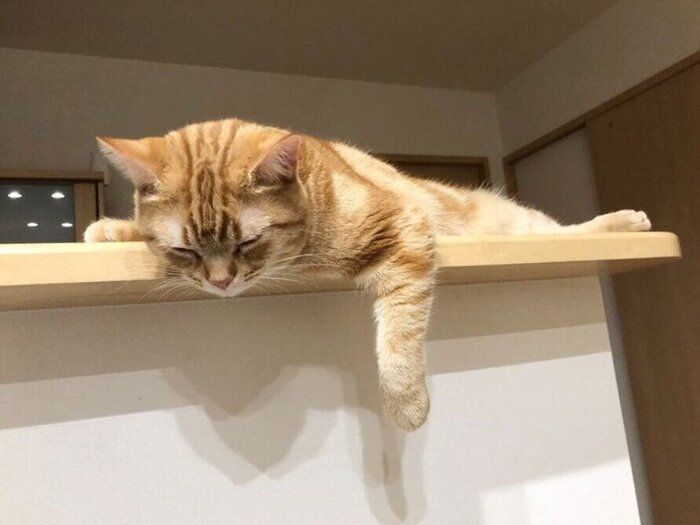 木のカウンターで眠るアメリカンショートヘア (オス)