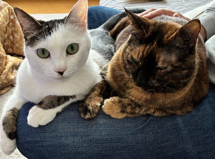 同居猫とチョコちゃん