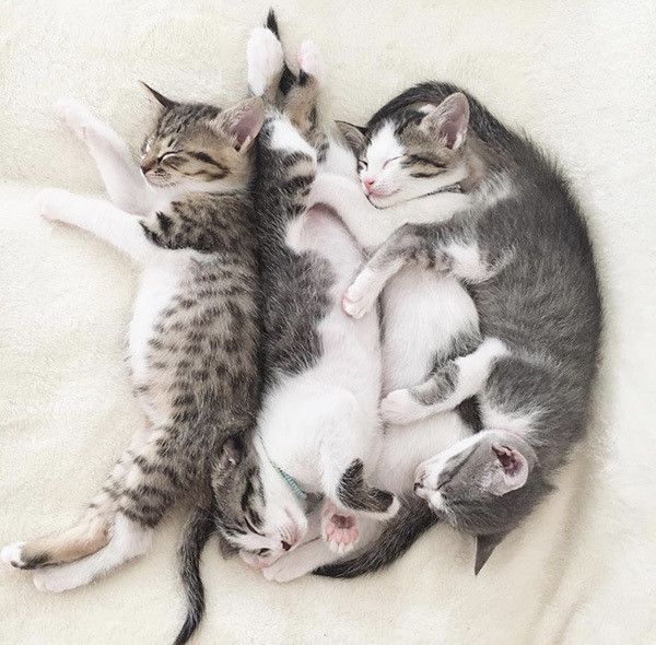 仲良く眠る4兄妹