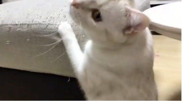 忍者ニャンコ
