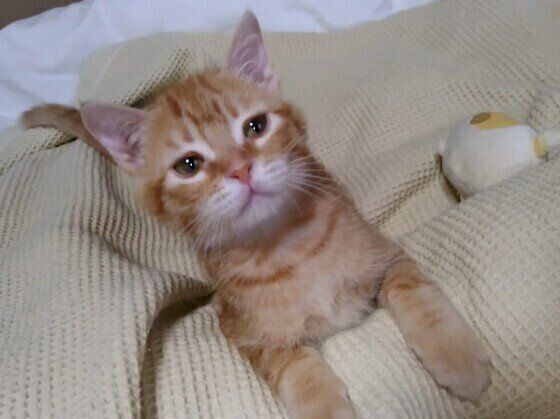 見つめる猫