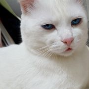 残念なイケメン猫 揺るぎなきセツstyleに関する記事一覧 ねこのきもちweb Magazine 残念なイケメン猫 揺るぎなきセツstyleに関する記事一覧 ねこのきもちweb Magazine