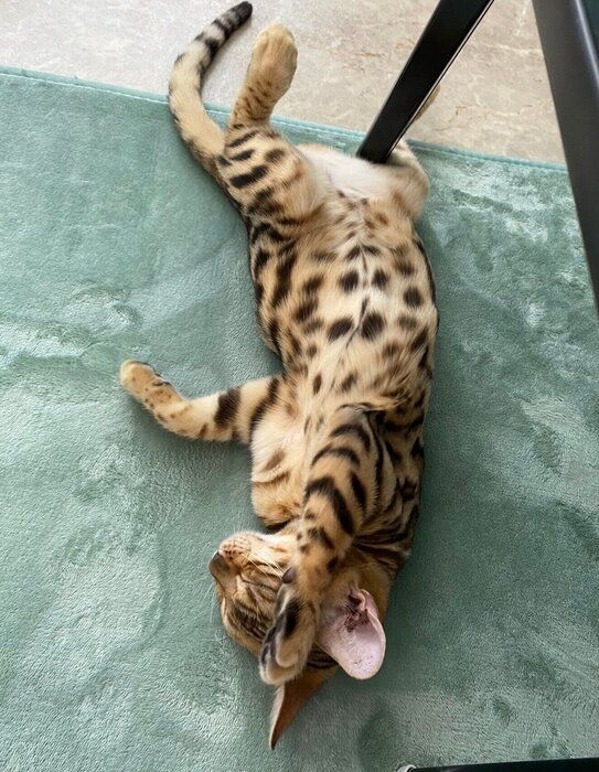 寝姿が可愛いリンちゃん