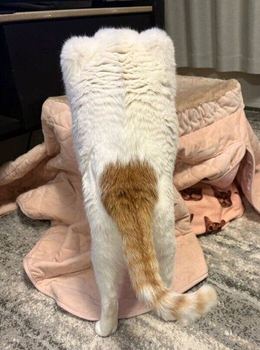 不思議な姿の菅田くん