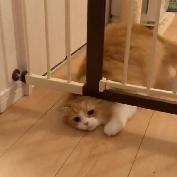 わずかな隙間を通り抜けるアランくん