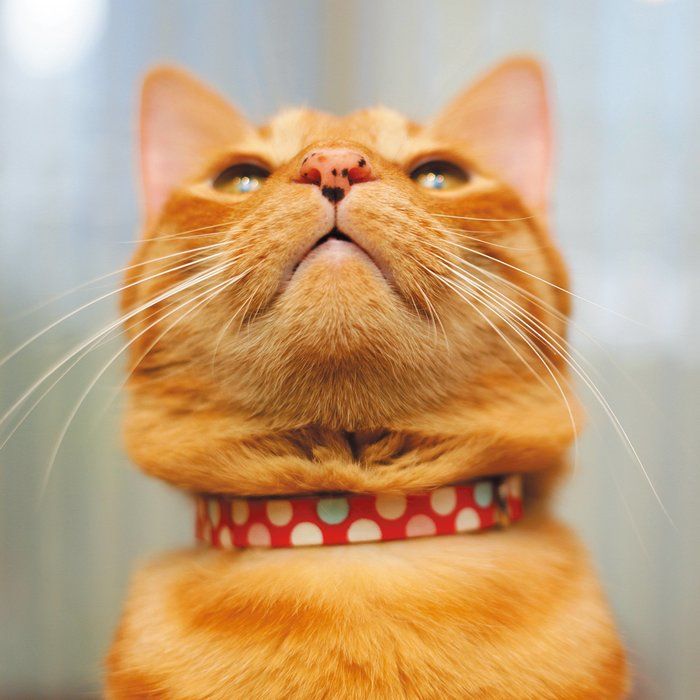 画像/2019年4月号「猫のおハナ見しませんか?」