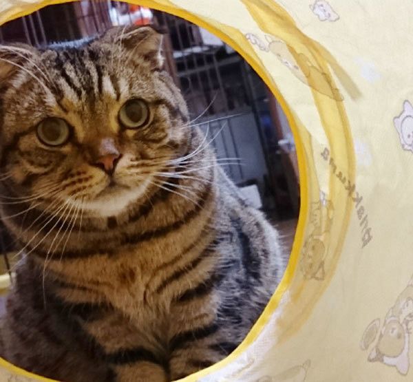 見つめる猫