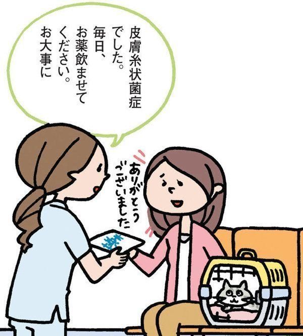 飼い始めに多い猫の皮膚の病気