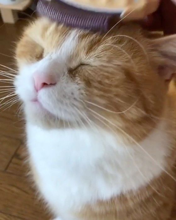 ブラッシングされる猫