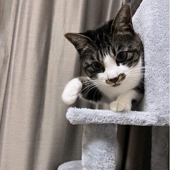 前足をかまえるキジトラ猫