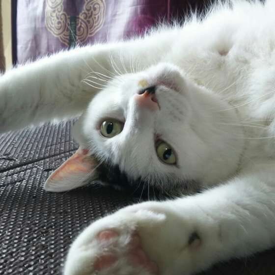 ヘソ天する猫