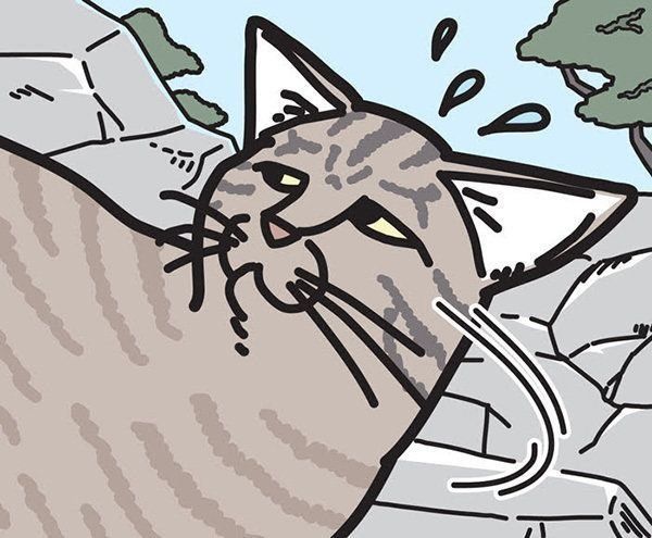 目をそらす猫