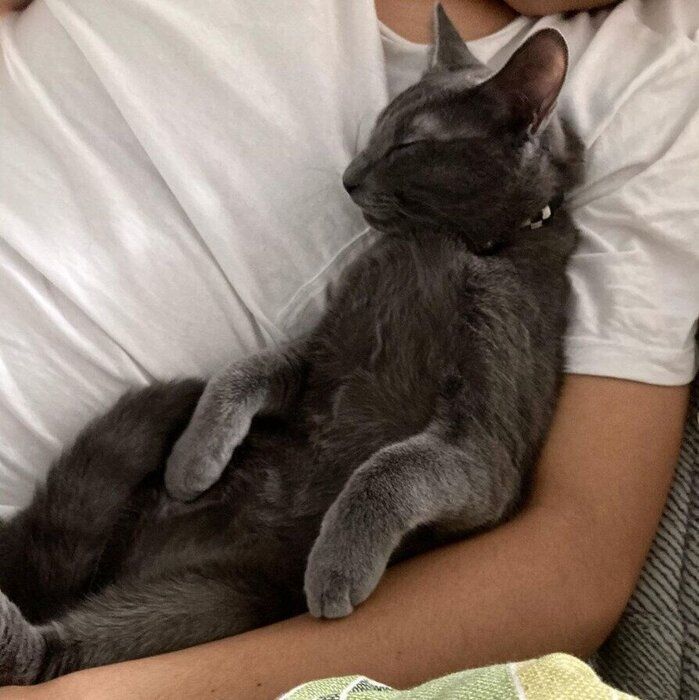 飼い主さんの腕の中で眠る猫(ロシアンブルー、オス)